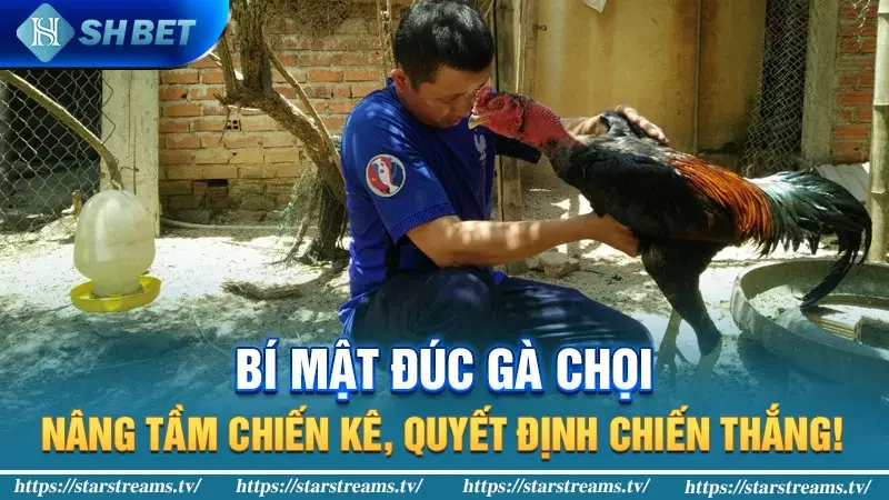 Bí mật đúc gà chọi: Nâng tầm chiến kê, quyết định chiến thắng!