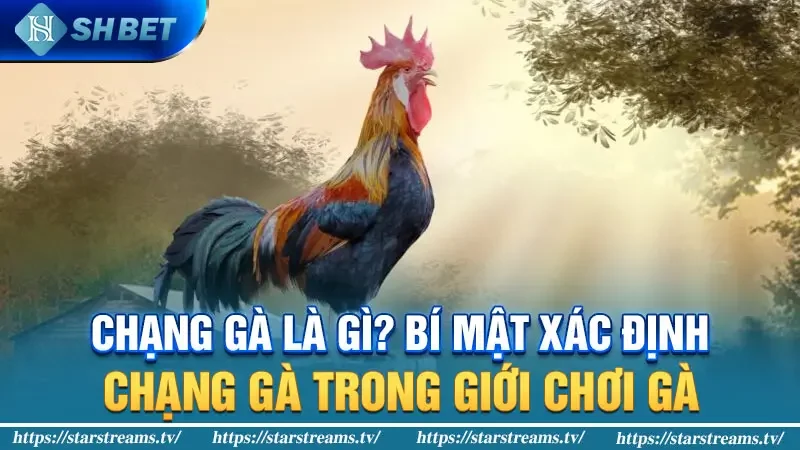 Chạng gà là gì? Bí mật xác định chạng gà trong giới chơi gà