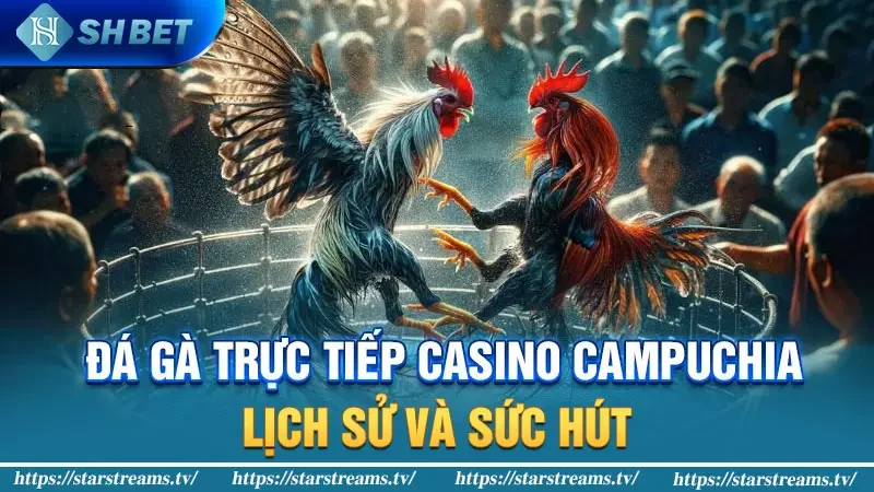 Đá gà trực tiếp Casino Campuchia