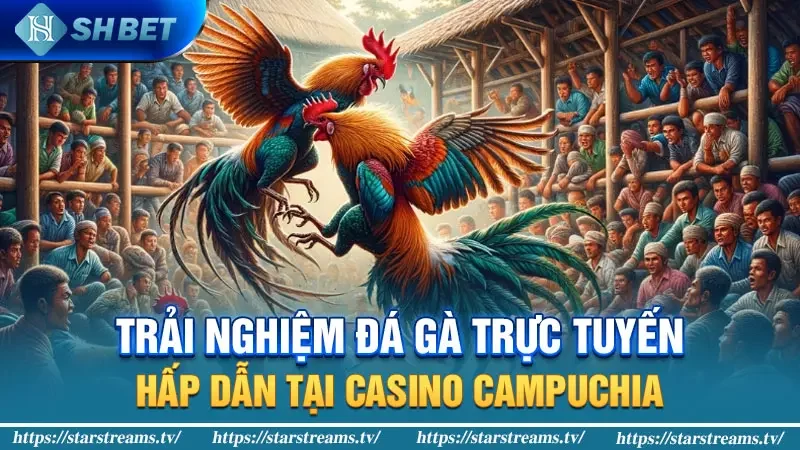 Trải nghiệm đá gà trực tuyến hấp dẫn tại Casino Campuchia