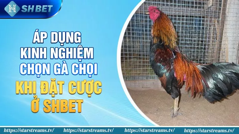 Áp dụng kinh nghiệm chọn gà chọi hay khi đặt cược ở SHBET