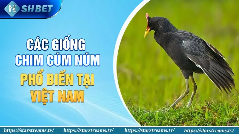 Các Giống Chim Cúm Núm Phổ Biến Tại Việt Nam