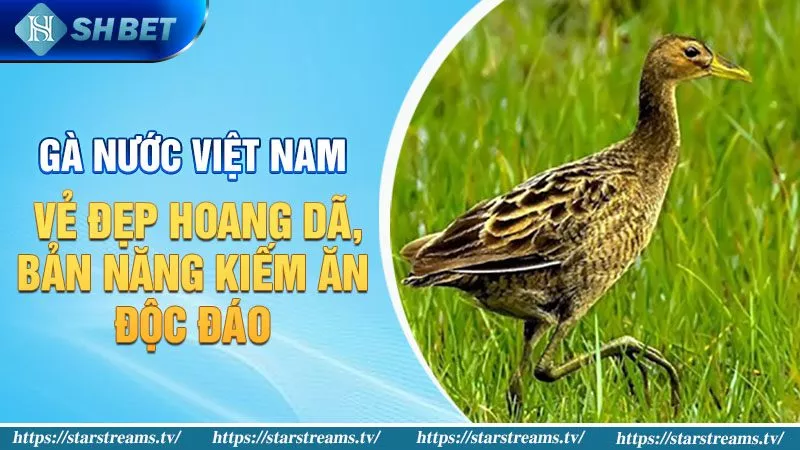 Gà Nước Việt Nam: Vẻ đẹp hoang dã