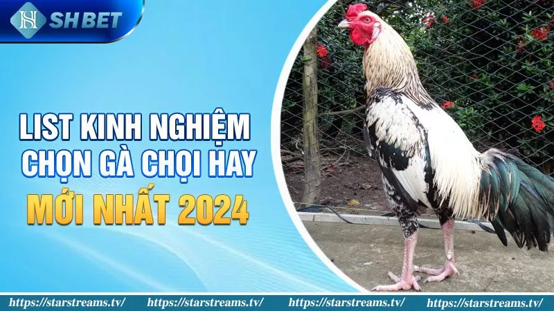 List kinh nghiệm chọn gà chọi hay mới nhất 2024