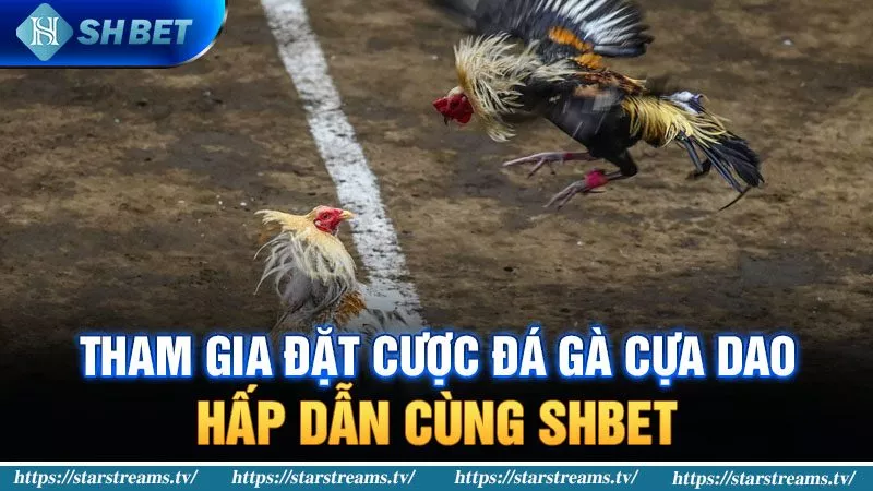 Tham gia đặt cược đá gà cựa dao hấp dẫn tại SHBET