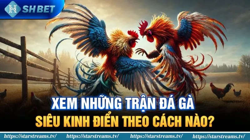 Xem những trận đá gà siêu kinh điển ở đâu?